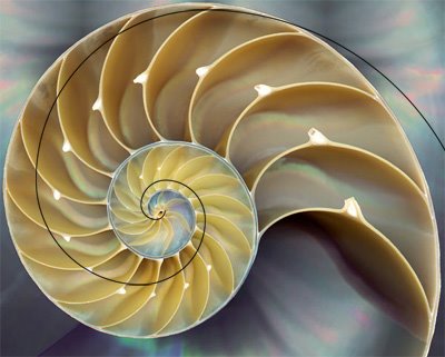 fibonacci-nature-nautilus31